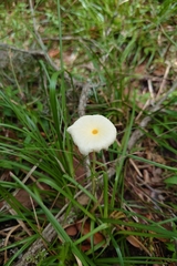 Leucocoprinus fragilissimus