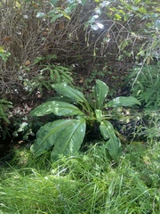 Lysichiton americanus