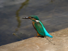 Alcedo atthis