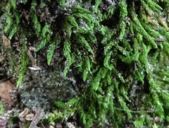 Claopodium rostratum