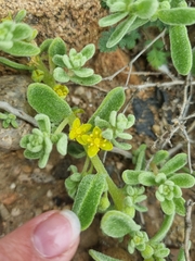 Tetragonia