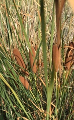 Typha angustifolia