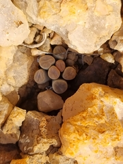 Frithia pulchra