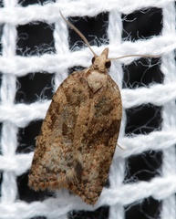 Tortricoidea
