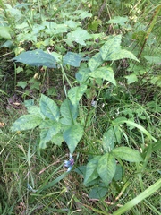 Vicia venosa