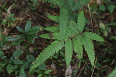 Pteris