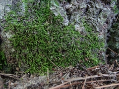 Claopodium rostratum