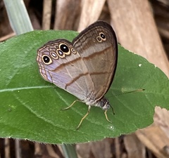 Amiga arnaca