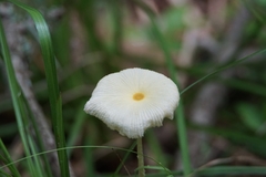 Leucocoprinus fragilissimus