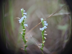 Spiranthes tuberosa