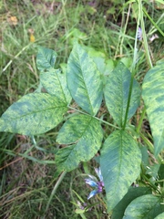 Vicia venosa