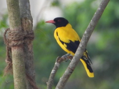 Oriolus xanthornus