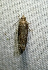 Eucosma ochroterminana