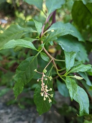 Phytolacca americana