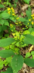 Solidago flexicaulis
