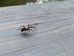 Araneae