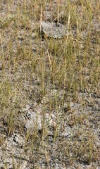 Elymus smithii
