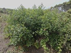 Frangula californica californica