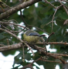 Cyanistes caeruleus