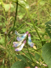Vicia venosa