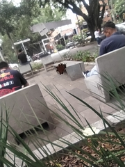 Gasteracantha cancriformis