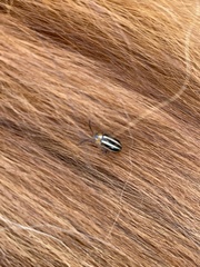 Disonycha glabrata