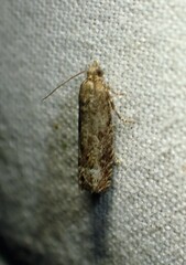 Eucosma ochroterminana