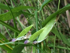 Vicia venosa
