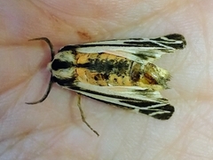 Apantesis phalerata