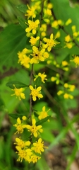 Solidago flexicaulis