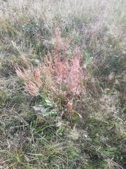 Rumex confertus