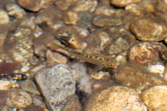 Oncorhynchus