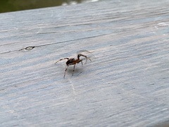 Araneae