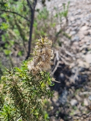 Pleocarphus revolutus