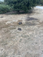 Oryctolagus cuniculus domesticus