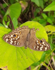 Junonia lemonias