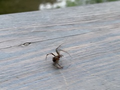 Araneae