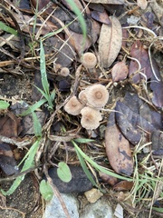 Lentinus arcularius