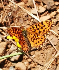 Boloria dia