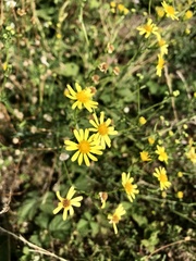 Senecioninae