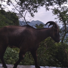 Nilgiritragus hylocrius