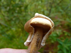 Suillus salmonicolor