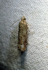 Eucosma ochroterminana