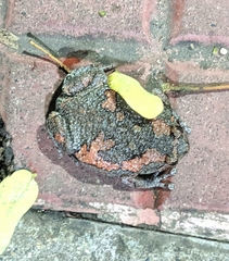 Uperodon taprobanicus