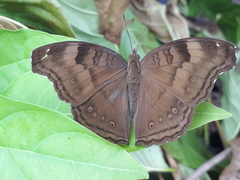 Junonia iphita