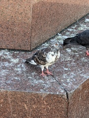 Columba livia domestica