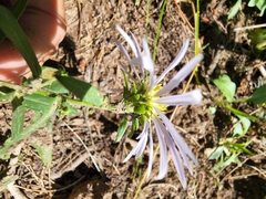 Symphyotrichum chilense
