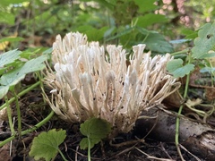 Sebacina schweinitzii