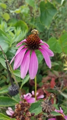 Echinacea purpurea