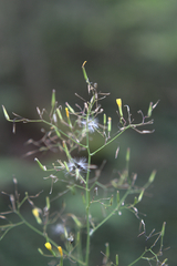 Lactucinae